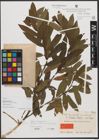Foto von Salix taylorii Rech. f.